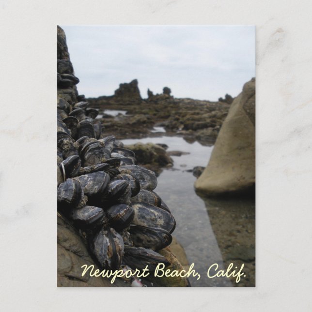 Newport Beach Muscles at Low Tide Postcard (Front)