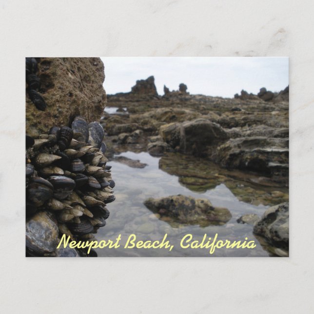 Newport Beach Muscles Postcard (Front)