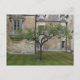 Newton Apple Tree, Cambridge, England Postcard