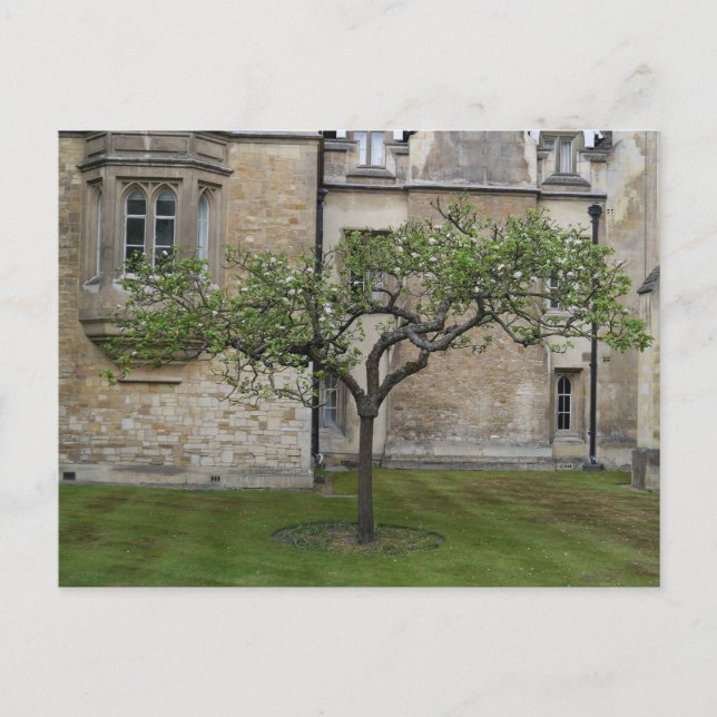 Newton Apple Tree, Cambridge, England Postcard (Front)