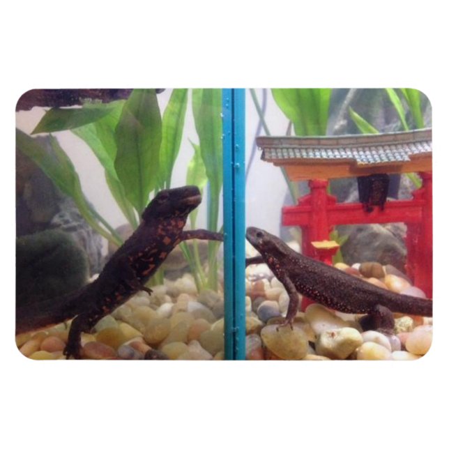 Newts Reaching Out Magnet (Horizontal)
