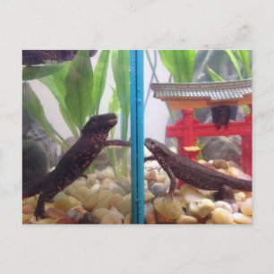 Newts Reaching Out Postcard