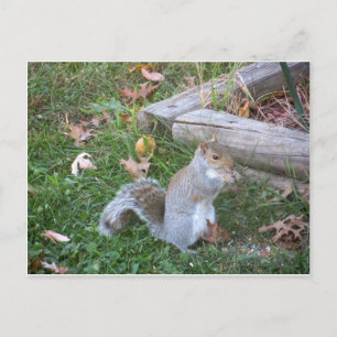 Nibbling Squirrel Postcard