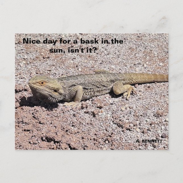 Nice day for a bask in the sun postcard (Front)