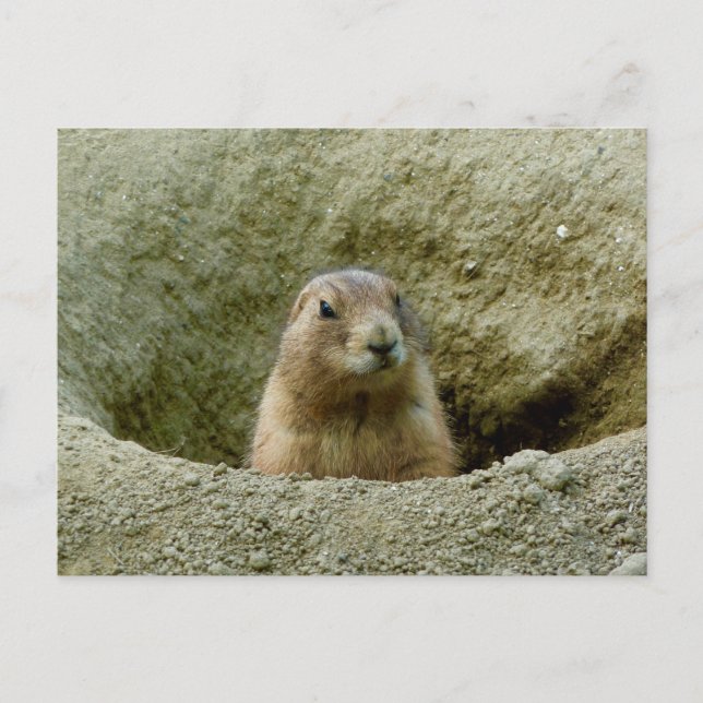Nice Little Marmot Postcard (Front)