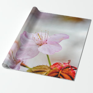 Nice Soft Pink Sakura Flower In Springtime Wrapping Paper