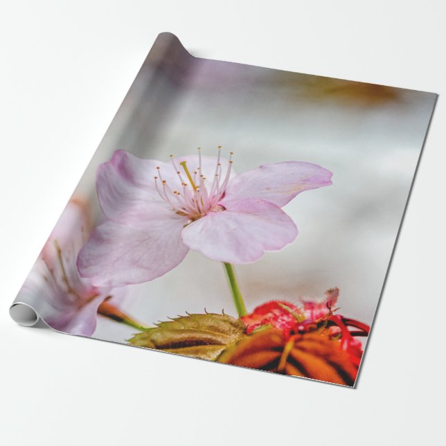 Nice Soft Pink Sakura Flower In Springtime Wrapping Paper (Unrolled)