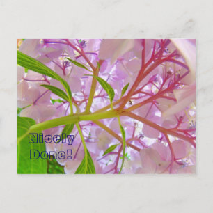 Nicely Done! postcard Pink Hydrangea Flowers