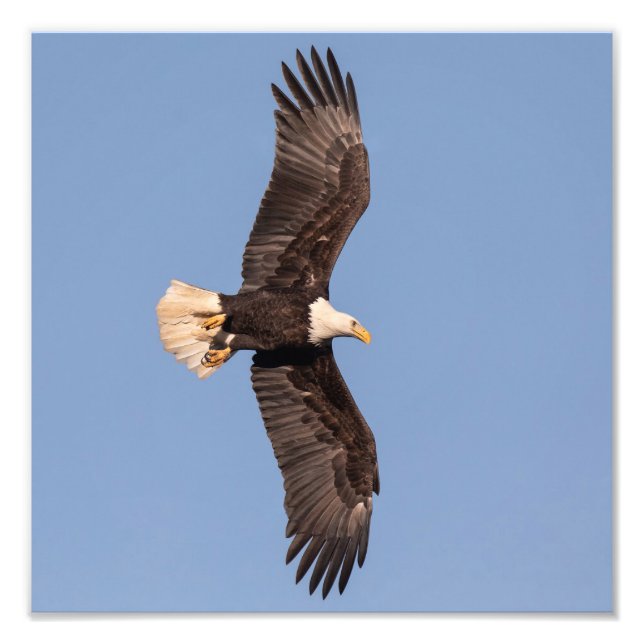 Nicely Lit Bald Eagle  Photo Print (Front)