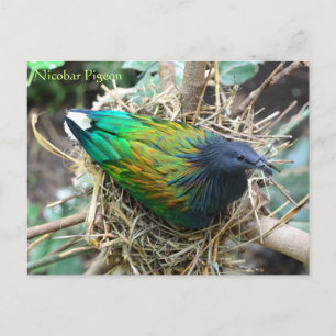 Nicobar Pigeon on Nest Wildlife Series # 21 Postcard