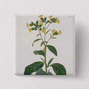 Nicotiana from 'Phytographie Medicale' by Joseph R 2 Inch Square Button