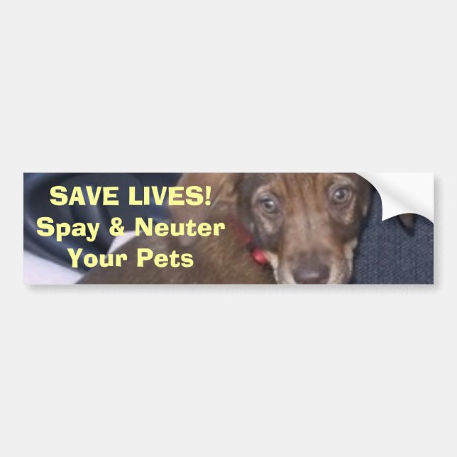 Nigel says:  SAVE LIVES! Spay & NeuterYour Pets Bumper Sticker (Front)