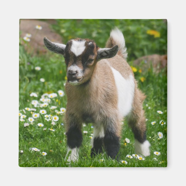 Nigerian Dwarf Dairy Goat Kid in flowers Magnet (Front)