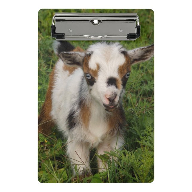Nigerian Dwarf Dairy Goat kid with Blue Eyes Mini Clipboard (Front)