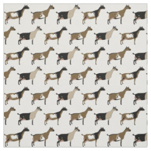 Nigerian Dwarf Dairy Goats on White Fabric