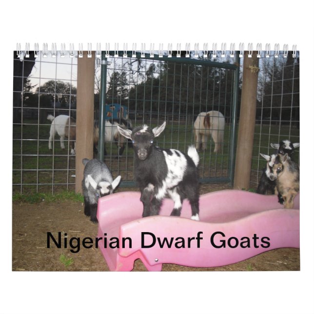 nigerian dwarf goat calender calendar (Cover)