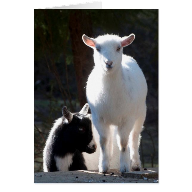 Nigerian Dwarf Goats on the Picnic Table (Front)