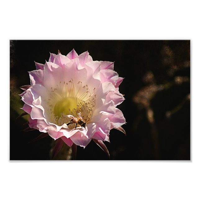 Night Bloom and Bee Photo Print (Front)