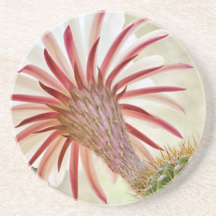 Night blooming cactus flower coaster