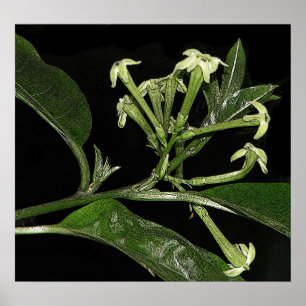 Night Blooming Jasmine Poster