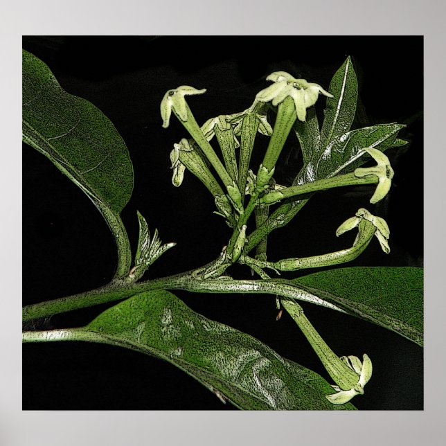 Night Blooming Jasmine Poster (Front)