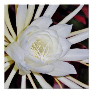 Night Blooming Staghorn Fern Poster