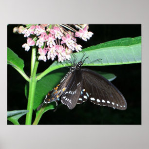 Night Butterfly Black Swallowtail at Shenandoah Poster