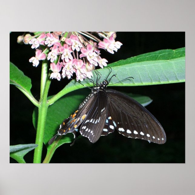Night Butterfly Black Swallowtail at Shenandoah Poster (Front)