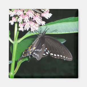 Night Butterfly Black Swallowtail Nature Photo Magnet