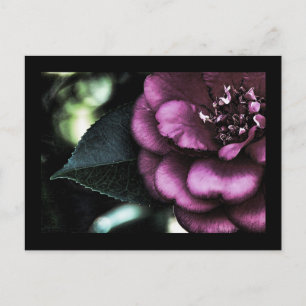 Night Camellia Postcard