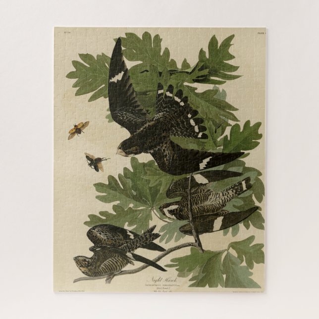 Night Hawk - John James Audubon's Birds of America Jigsaw Puzzle (Vertical)