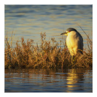 Night Heron Glossy Poster | Golden Marsh Bird