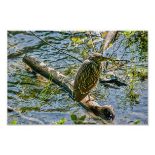 Night Heron jv Photo Print