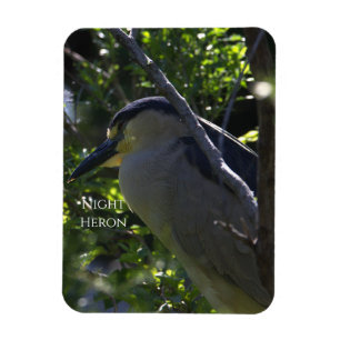 Night Heron Photo Magnet