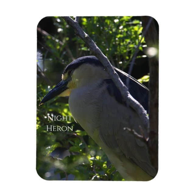 Night Heron Photo Magnet (Vertical)