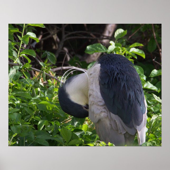 Night Heron Photo Poster (Front)