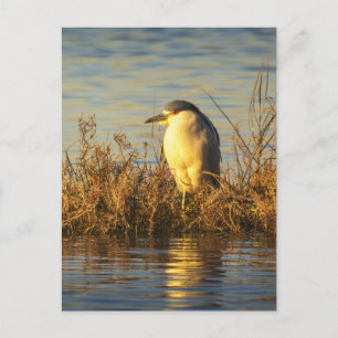 Night Heron Postcard Golden Marsh Wildlife