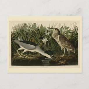 Night Heron, Qua Bird, Audubon's Birds of America Postcard