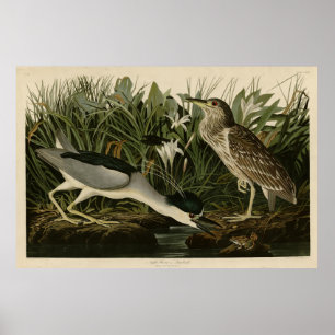 Night Heron, Qua Bird, Audubon's Birds of America Poster