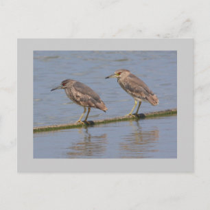 Night Herons Postcard