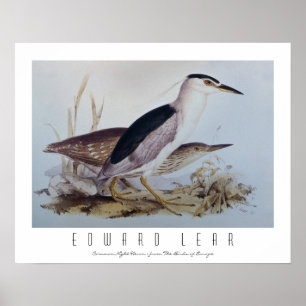 Night Herons Poster