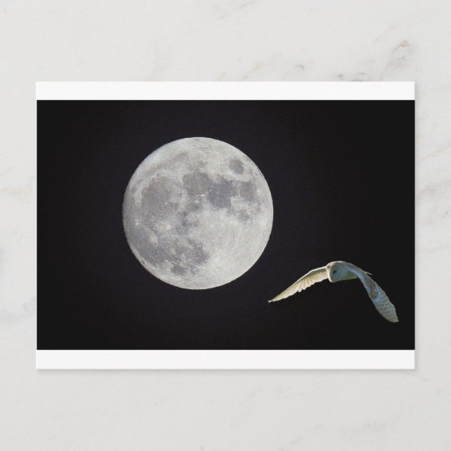 Night owl postcard (Front)