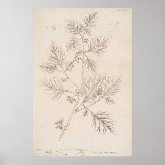 Night shade botanical drawing poster (Front)