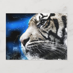 night sky stars white Tiger Postcard