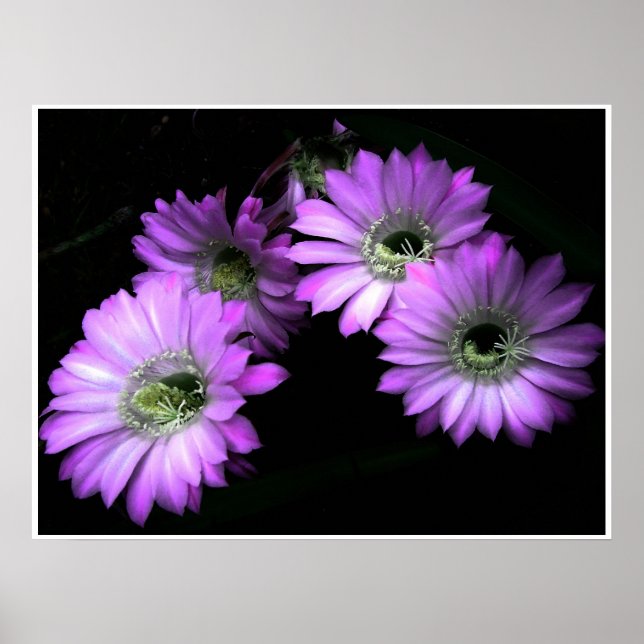 NightBloom Poster (Front)