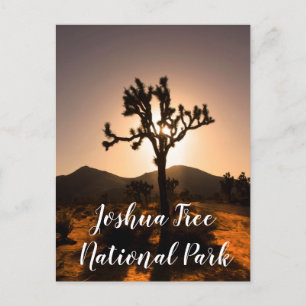Nightfall begins at Joshua Tree Postcard