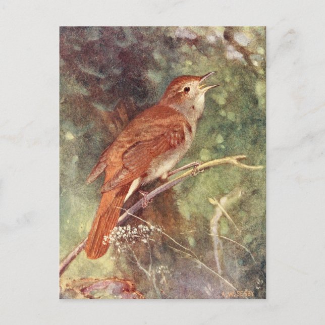 Nightingale Singing Postcard (Front)