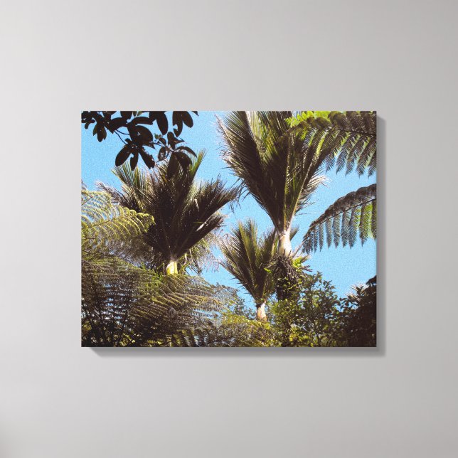 Nikau Palms Growing in the Waitakere Ranges Canvas Print (Front)