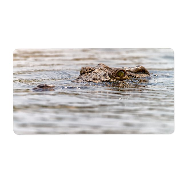 Nile Crocodile (Front)