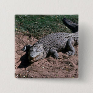 Nile Crocodile 2 Inch Square Button